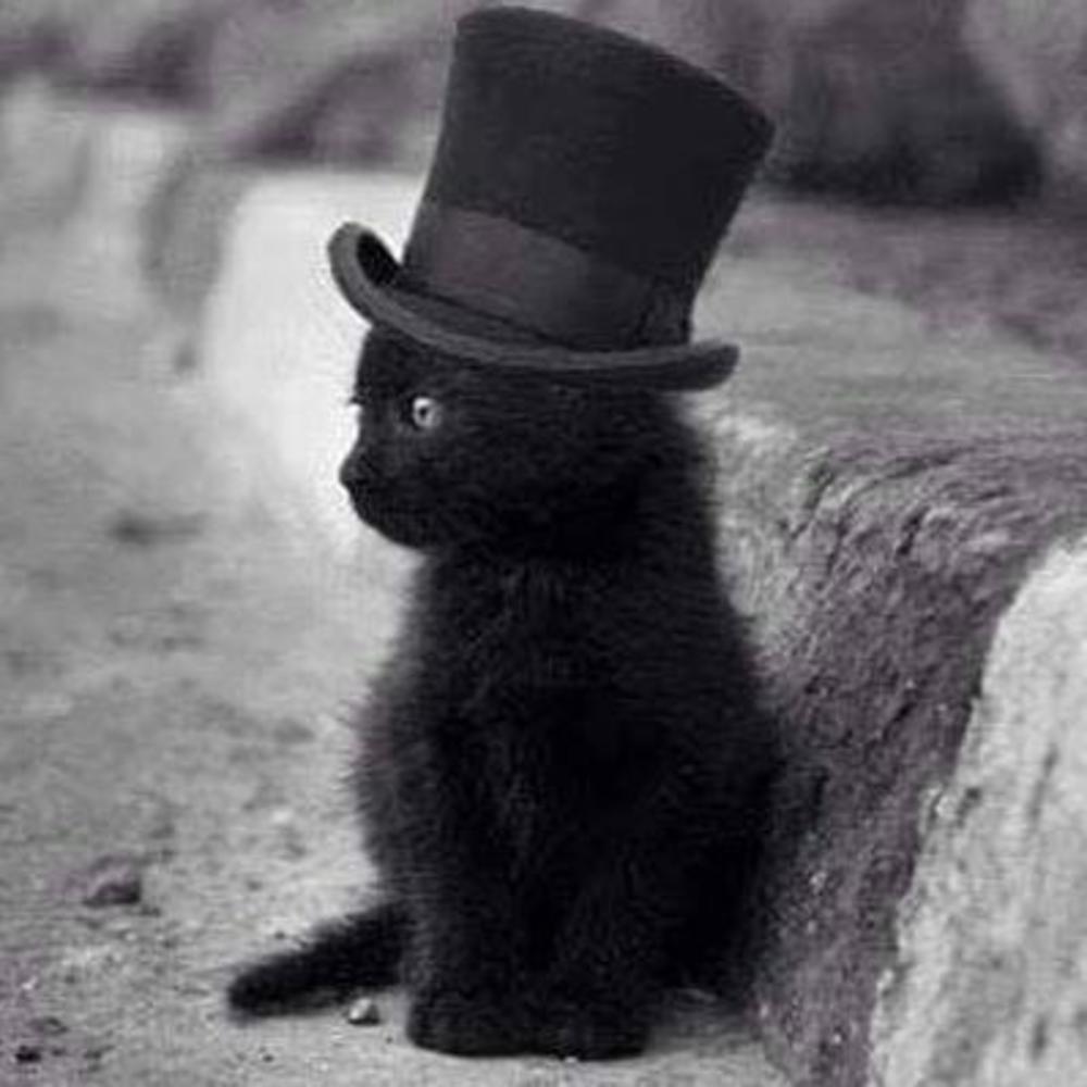 Meet your Posher, Mona